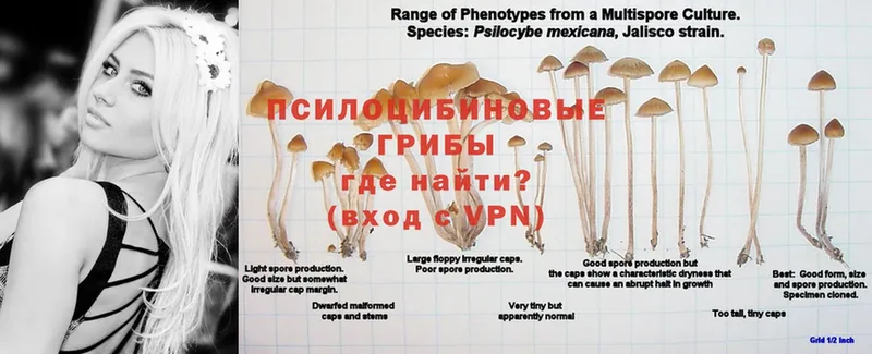 Псилоцибиновые грибы Psilocybine cubensis  Ступино 